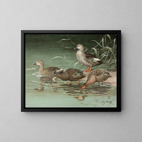 Indian Spot-billed Duck - Allan Brooks — framed artwork on a wall