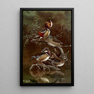 Allan Brooks - Mandarin DuckCarolina Duck.webp