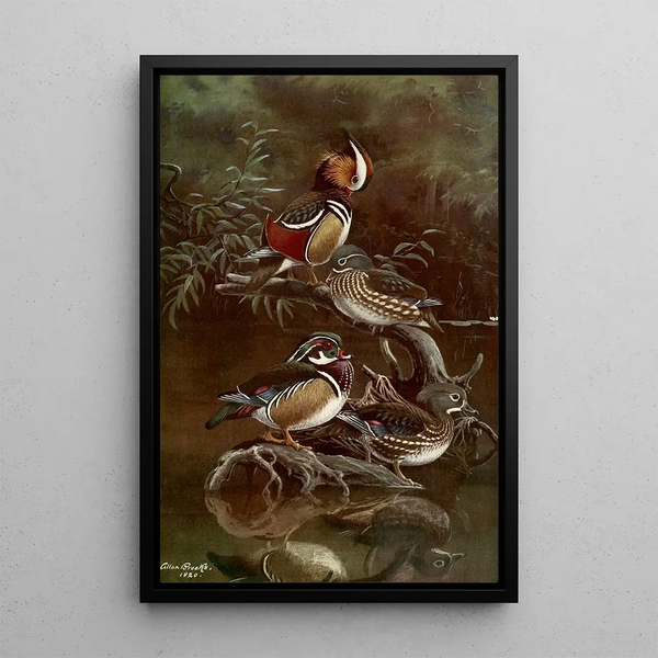 Reproduction of the painting Mandarin Duck and Caroline Duck - Allan Brooks