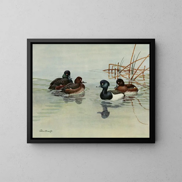 New Zealand Tufted Duck - Allan Brooks — framed artwork on a wall
