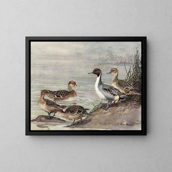Chilean Pileated Duck - Allan Brooks — framed artwork on a wall