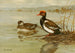 Nette rousse - Allan Brooks — weergave van het kunstwerk