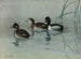 Canard à collier - Allan Brooks — artwork view