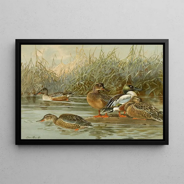 Duck Souchet - Allan Brooks — framed artwork on a wall