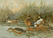 Duck Souchet - Allan Brooks — artwork view