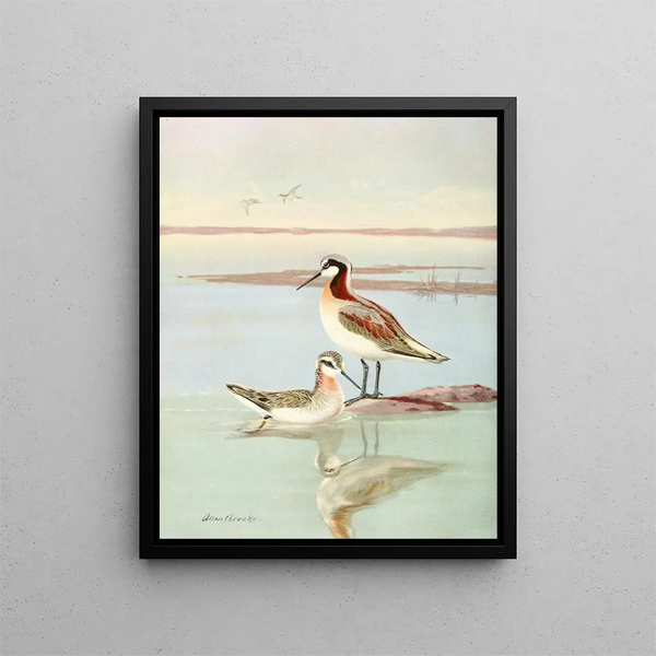 Wilson's Phalarope - Allan Brooks — framed artwork on a wall
