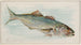 Blue Fish - Allen Ginter — artwork view