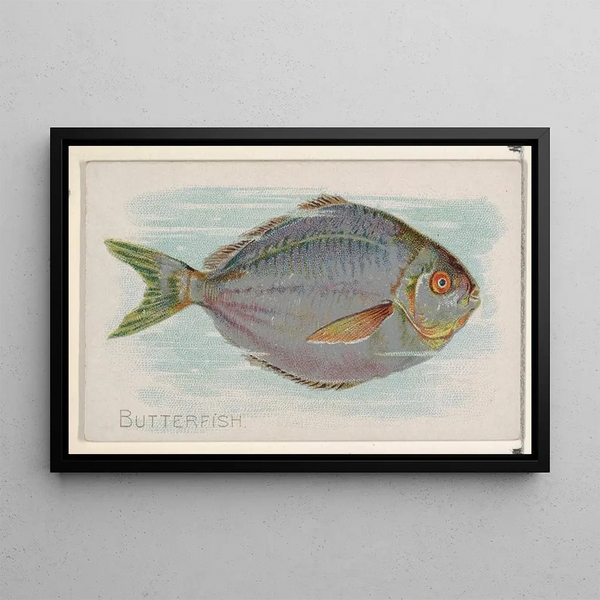 Fish Butter - Allen Ginter — framed artwork on a wall