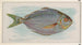 Fish Butter - Allen Ginter — artwork view