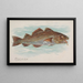 Codfish - Allen Ginter — framed artwork on a wall