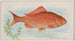 Goudvissen - Allen Ginter — weergave van het kunstwerk