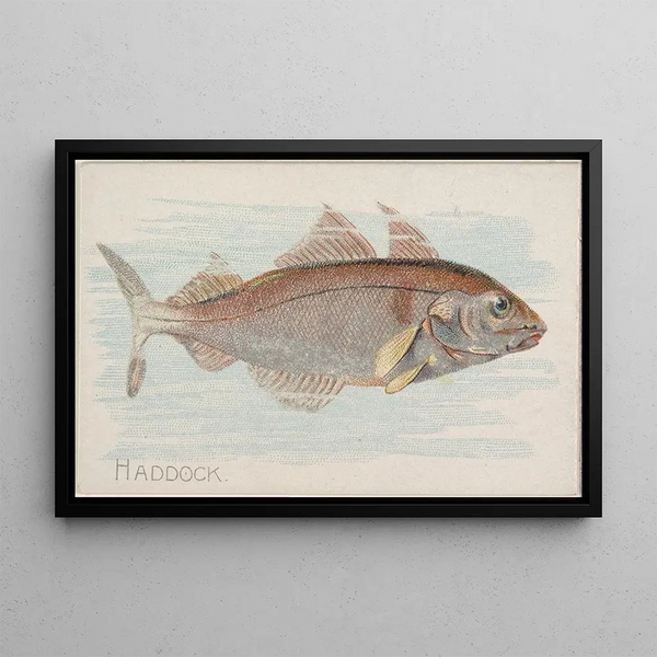 Kabeljauw - Allen Ginter — ingelijst kunstwerk aan de muur