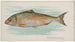 Herring - Allen Ginter — artwork view