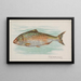 Herring - Allen Ginter — framed artwork on a wall