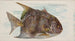 Fish Moon - Allen Ginter — artwork view