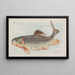 Mulet - Allen Ginter — framed artwork on a wall