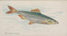 Sardine Painting - Allen Ginter — artwork view
