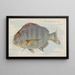 Sheepshead - Allen Ginter — ingelijst kunstwerk aan de muur