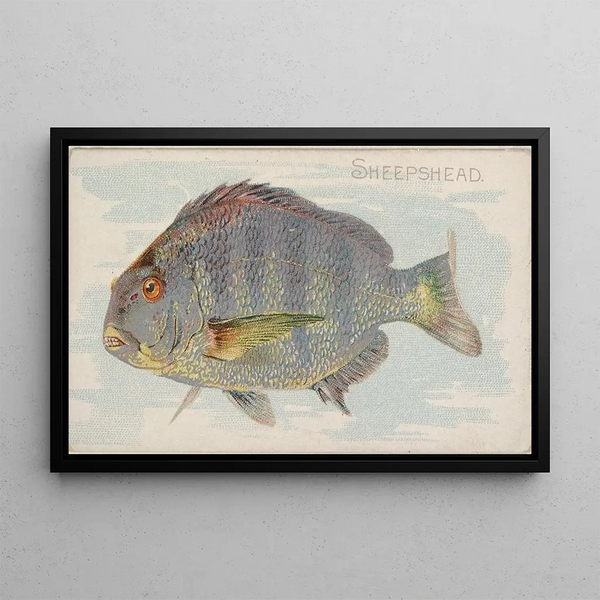 Sheepshead - Allen Ginter — ingelijst kunstwerk aan de muur