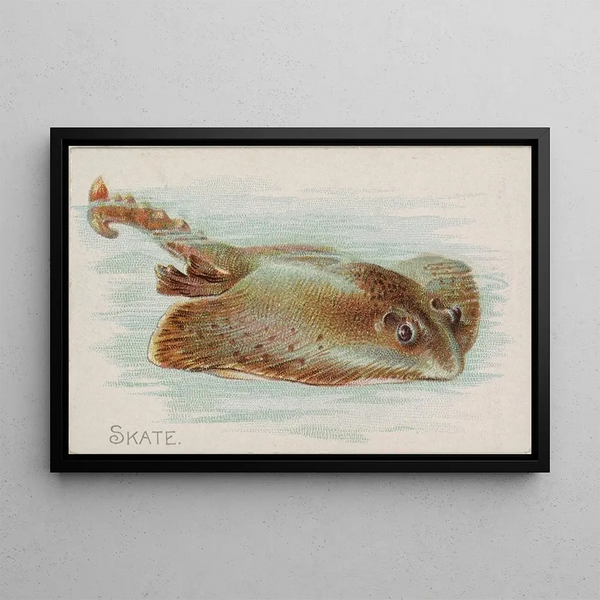 Allen Ginter - Skate.webp