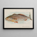 Maigre - Allen Ginter — framed artwork on a wall