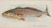 Maigre - Allen Ginter — artwork view