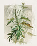 Chrysanthemum Medusa - Alois Lunzer — artwork view