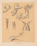 De fauna van de grotten van Noord-Amerika Pl 01 - Alpheus Spring Packard — weergave van het kunstwerk