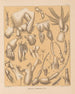 De fauna van de grotten van Noord-Amerika Pl 02 - Alpheus Spring Packard — weergave van het kunstwerk