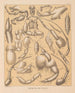 De fauna van de grotten van Noord-Amerika Pl 04 - Alpheus Spring Packard — weergave van het kunstwerk