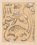 De fauna van de grotten van Noord-Amerika Pl 05 - Alpheus Spring Packard — weergave van het kunstwerk
