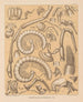 De fauna van de grotten van Noord-Amerika Pl 06 - Alpheus Spring Packard — weergave van het kunstwerk