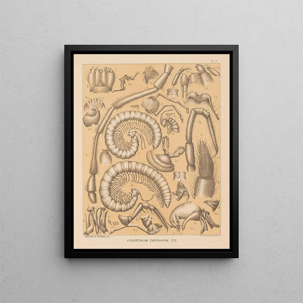 The North American Cave Fauna Pl 06 - Alpheus Spring Packard — framed artwork on a wall