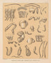 De fauna van de grotten van Noord-Amerika Pl 07 - Alpheus Spring Packard — weergave van het kunstwerk