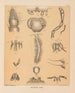 De fauna van de grotten van Noord-Amerika Pl 08 - Alpheus Spring Packard — weergave van het kunstwerk