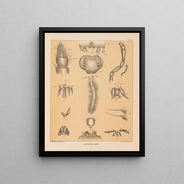 The North American Cave Fauna Pl 08 - Alpheus Spring Packard — framed artwork on a wall