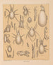 De fauna van de grotten van Noord-Amerika Pl 10 - Alpheus Spring Packard — weergave van het kunstwerk