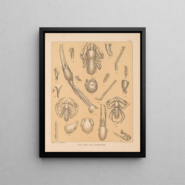 The Cave Fauna of North America Pl 11 - Alpheus Spring Packard — framed artwork on a wall