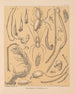 La faune des grottes d'Amérique du Nord Pl 12 - Alpheus Spring Packard — weergave van het kunstwerk