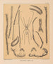 De fauna van de grotten van Noord-Amerika Pl 13 - Alpheus Spring Packard — weergave van het kunstwerk