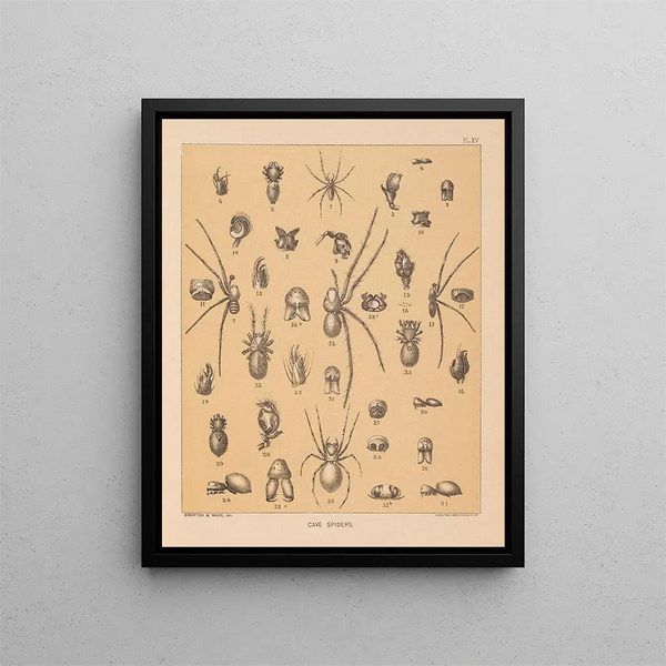 The Cave Fauna of North America Pl 15 - Alpheus Spring Packard — framed artwork on a wall
