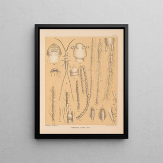 Alpheus Spring Packard - The cave fauna of North America Pl 17.webp