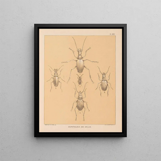 Alpheus Spring Packard - The cave fauna of North America Pl 18.webp