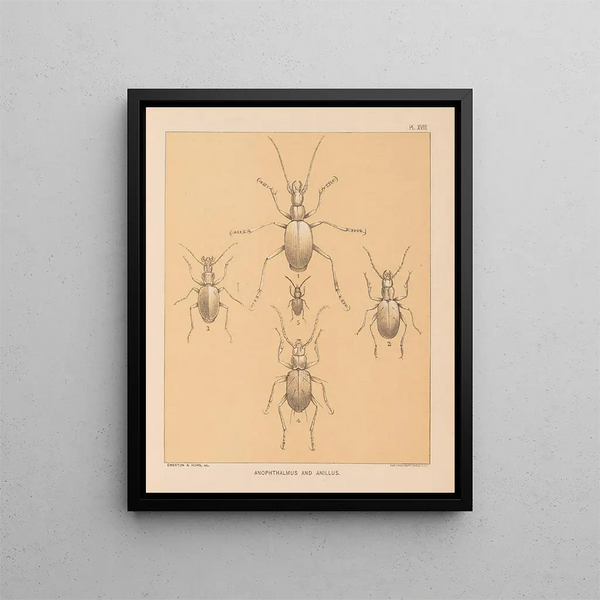 The Cave Fauna of North America Pl 18 - Alpheus Spring Packard — framed artwork on a wall