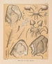 La faune des grottes d'Amérique du Nord Pl 21 - Alpheus Spring Packard — weergave van het kunstwerk
