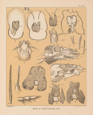 Alpheus Spring Packard - The cave fauna of North America Pl 22.webp