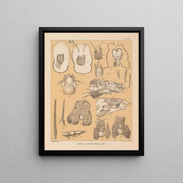 The Cave Fauna of North America Pl 22 - Alpheus Spring Packard — framed artwork on a wall