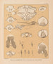 De fauna van de grotten van Noord-Amerika Pl 23 - Alpheus Spring Packard — weergave van het kunstwerk