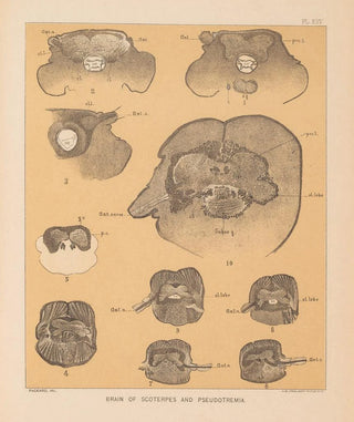 Alpheus Spring Packard - The cave fauna of North America Pl 25.webp