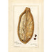 Reproductie van het schilderij Adansonia digitata - Amanda Almira Newton